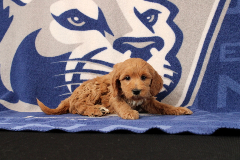 puppy, for, sale, Mini Goldendoodle F1B, Matthew B. Stoltzfus, dog, breeder, Gap, PA, dog-breeder, puppy-for-sale, forsale, nearby, find, puppyfind, locator, puppylocator, aca